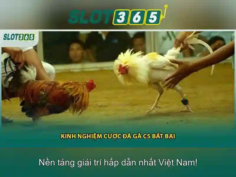 Cách tham gia và nhận thưởng